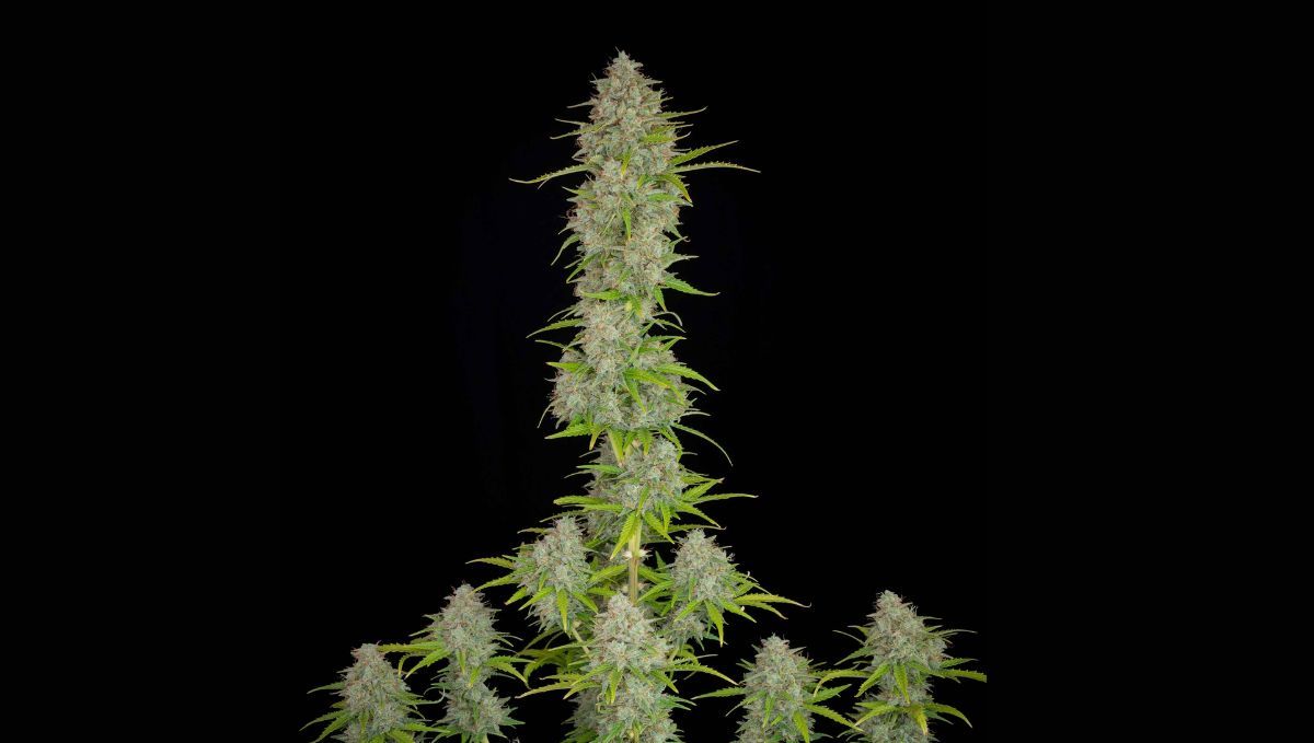 Top 5 Best Auto Strains for Sex: Orange Sherbet Auto from fast buds