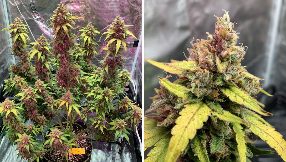 Z Auto Cannabis Strain Week-by-Week Guide: An autoflower in the late stages of flowering standing in a tent; there are a lot of red pistils; a close-up of a bud with fading trim leaves and lots of mature-looking pistils