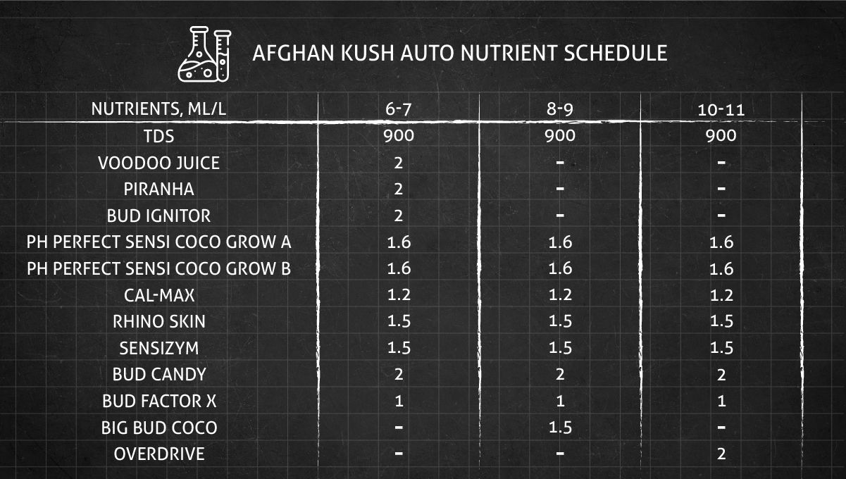 Auto Afghan Kush: orari i lëndëve ushqyese për faza të ndryshme të lulëzimit