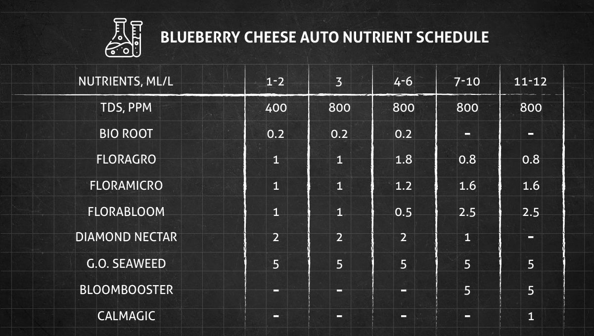 Blueberry Cheese Auto cannabis strain: feeding chart for the vegetative and flowering stages