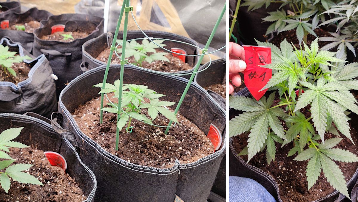 Strawberry Banana Auto cannabis strain: mid veg | weeks 3-4