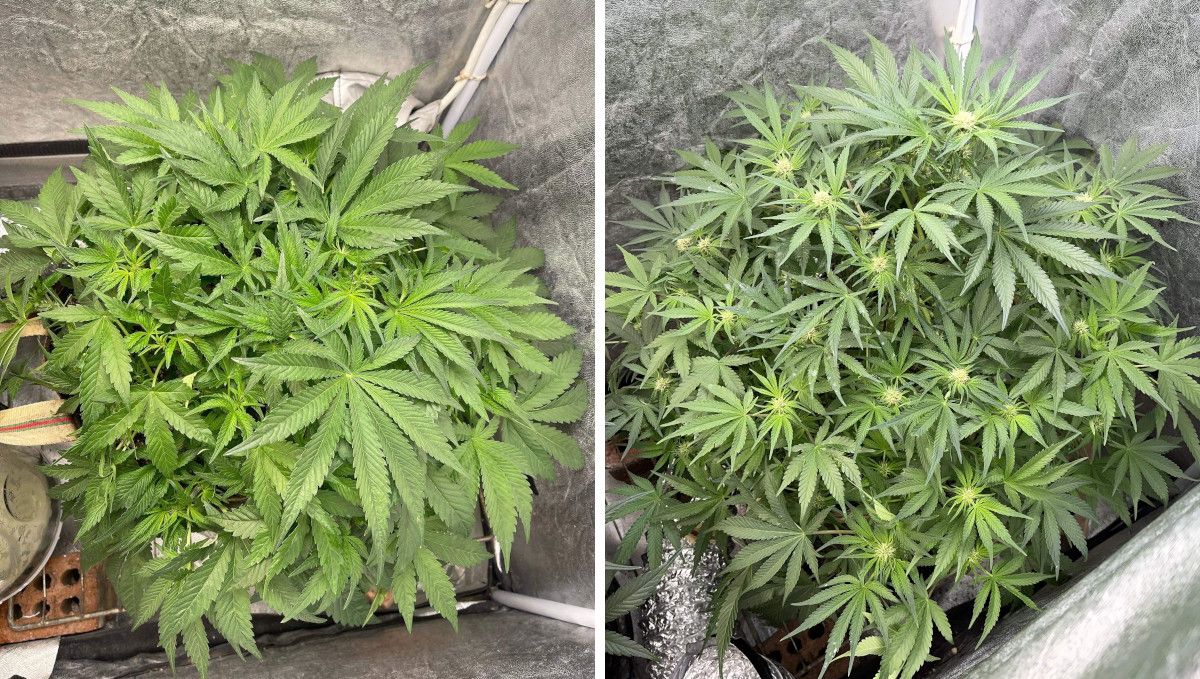 Cherry Cola Auto: การออกดอกต้น, ความคืบหน้า
