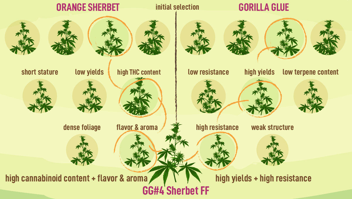 Fast Buds lancerer ny Fast Flowering serie: Hvad Gør en FF Strain til en Ægte Fast Flowering Strain?