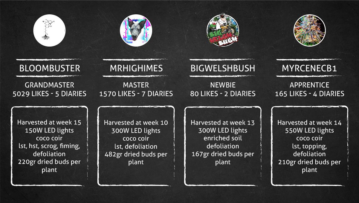 Gorilla Cookies Auto Plants Seed Week-by-Week Guide: The Outcome