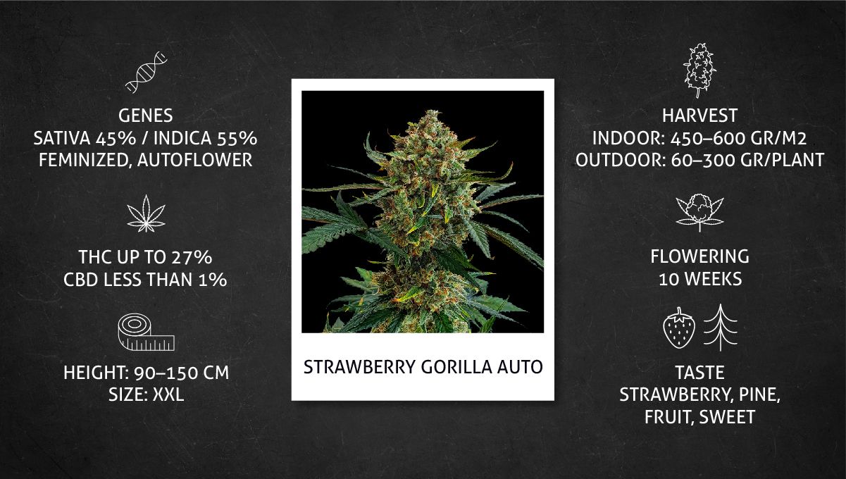 Strawberry Gorilla Auto Steckbrief