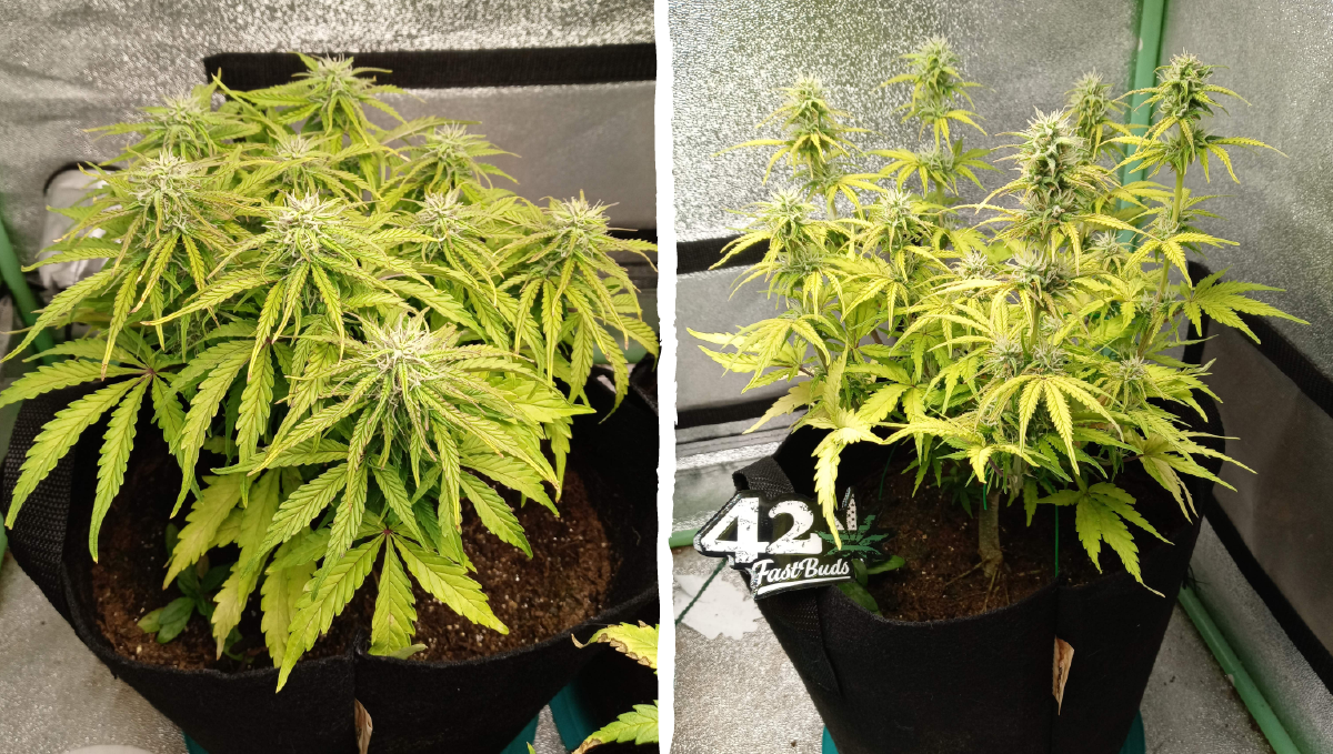 Cinderella auto week-by-week guide: flowering stage week 5