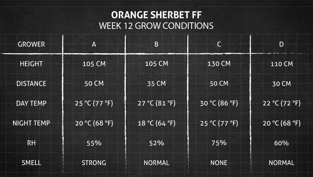 Orange Sherbet FF cannabis strain: week 12 grow conditions