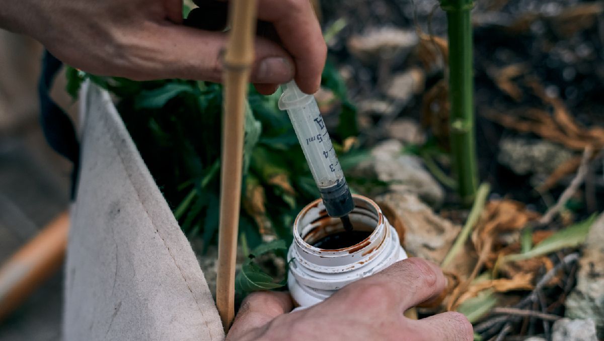 How to grow weed fast: go organic