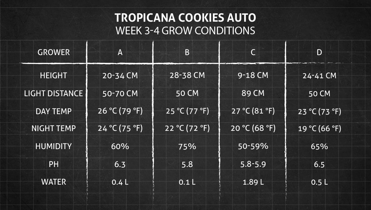 Tropicana Cookies Auto 대마 스트레인: 3~4주차 재배 조건