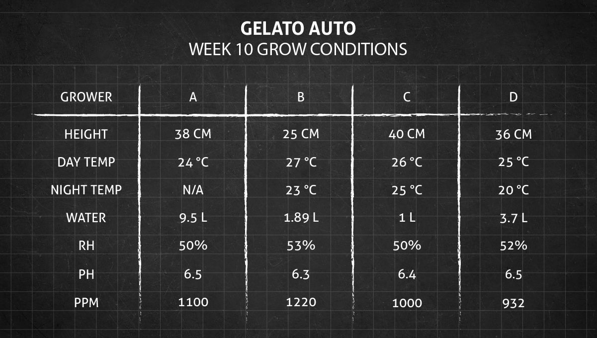 Gelato Auto Cannabis Strain Week-by-Week Guide: Grow conditions in week 10