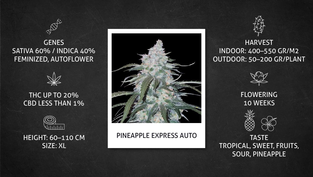 Pineapple Express Auto cannabis-variant: datasheet