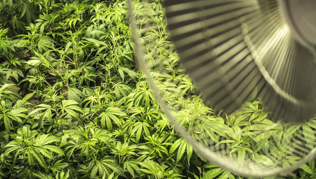 Ventilation for grow tent or grow room: Temperature and humidity imbalances