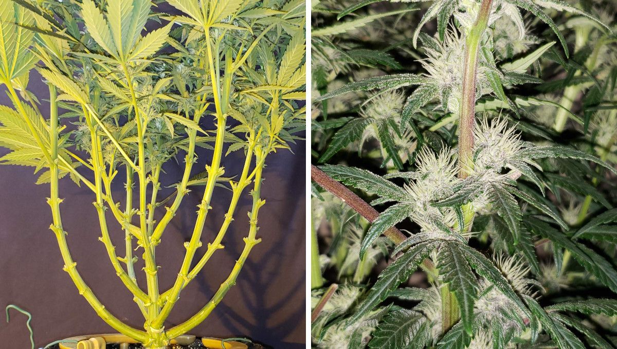 Strawberry Pie Auto Plants Seed Week-by-Week Guide: A heavily defoliated and lollipopped budding plants plant