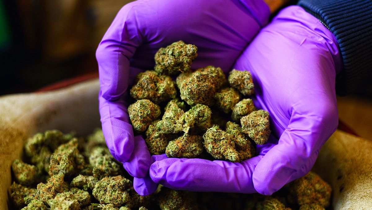 Hvor Meget Er Et Halvt Ounce Hash? Den Komplette Prisguide: En persons hænder i medicinske handsker holder en håndfuld tørrede, flot trimmede blomster