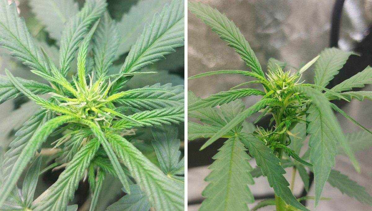 オートマザール大麻ストレイン：移行期（プレフラワー）| 5週目 | ピストルが出始めたトップのクローズアップ
