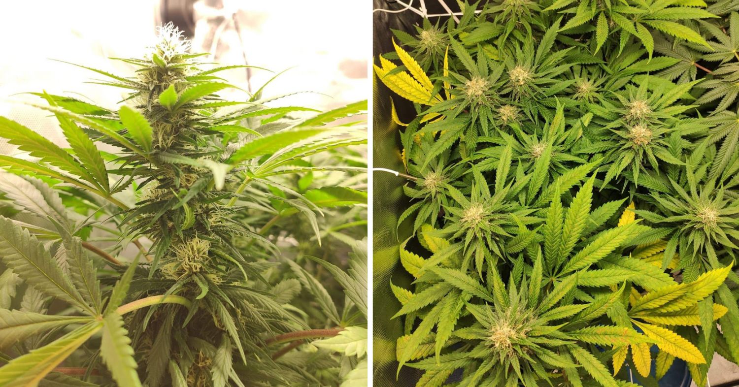 Durban poison week-by-week: week 7 and 8
