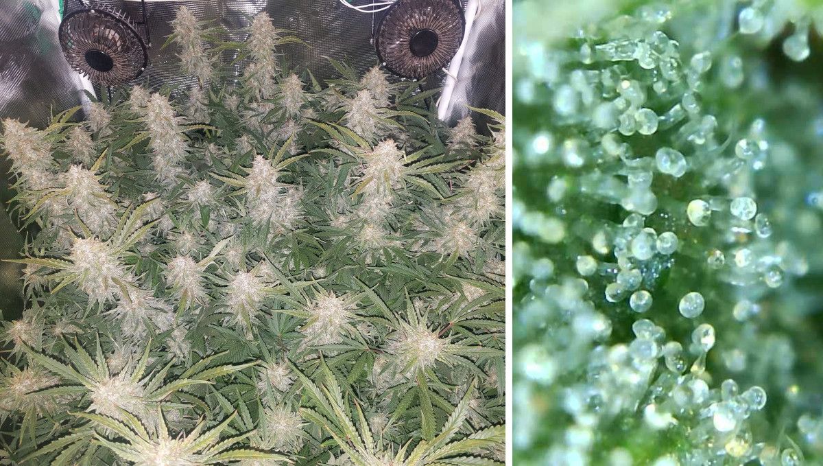 Pineapple Express Auto cannabis-variant: modning og høst | uke 10+ | mellomopptak inneplante ved høst, makrobilde av trichomer