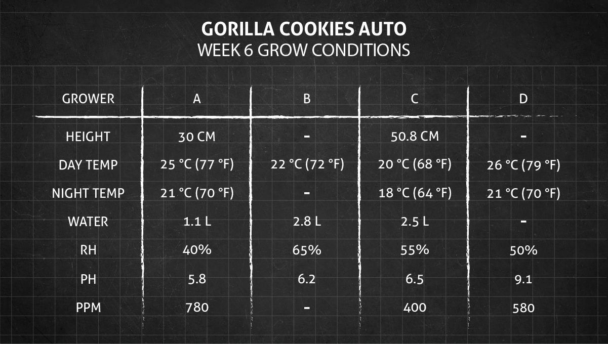 Gorilla Cookies Auto Plants Seed Week-by-Week Guide: Weeks 6-7 Grow Conditions