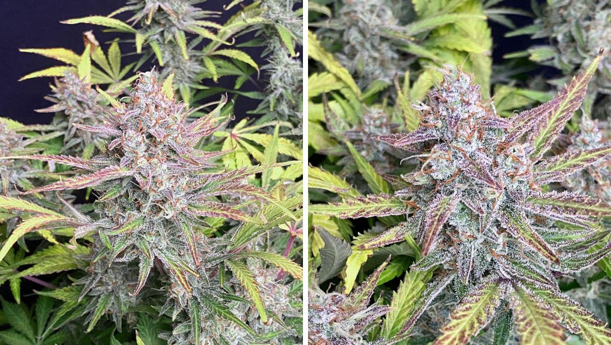 Californian Snow Auto cannabis strain: ripening and harvest | weeks 10 | a pre-harvest photo of an autoflower with resinous purple buds and faded leaves