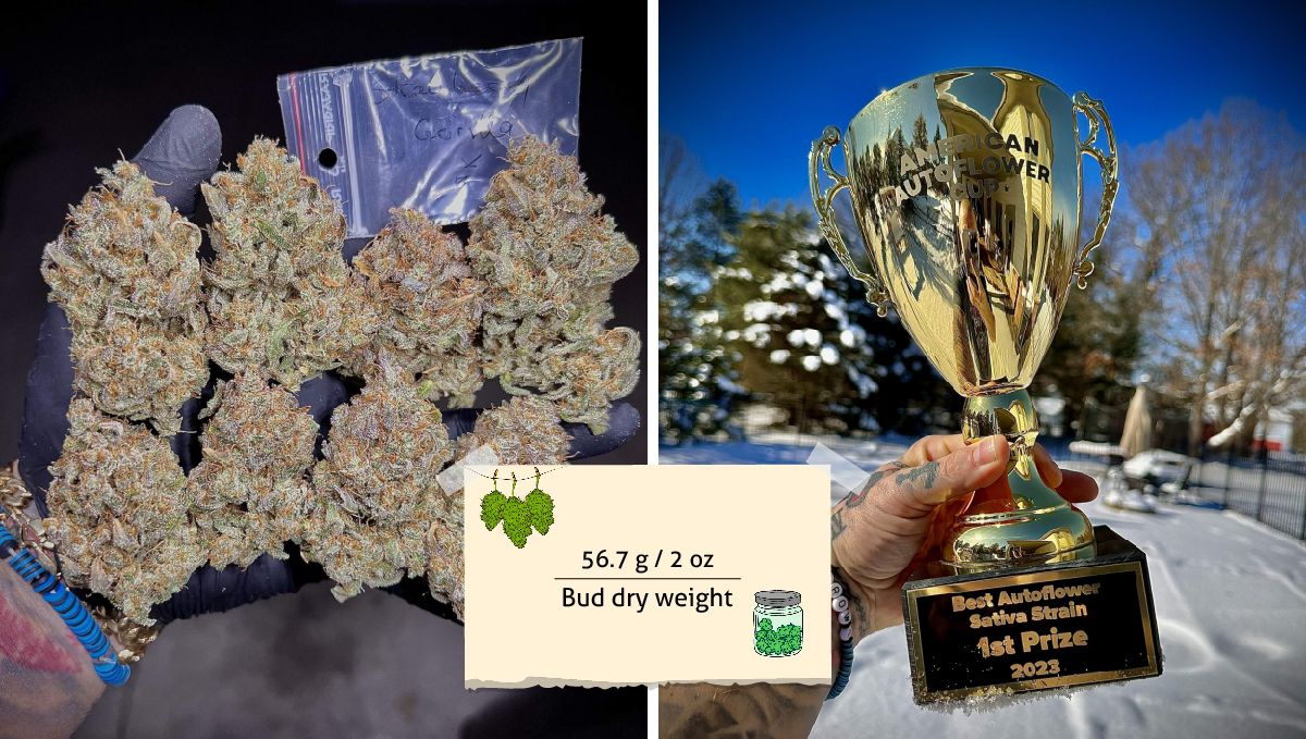 Strawberry Gorilla Auto Cannabissorte: Ertrag | Ein B&uuml;ndel sch&ouml;ner Marihuanaknospen auf einer behandschuhten Hand und ein Autoflower Cup.