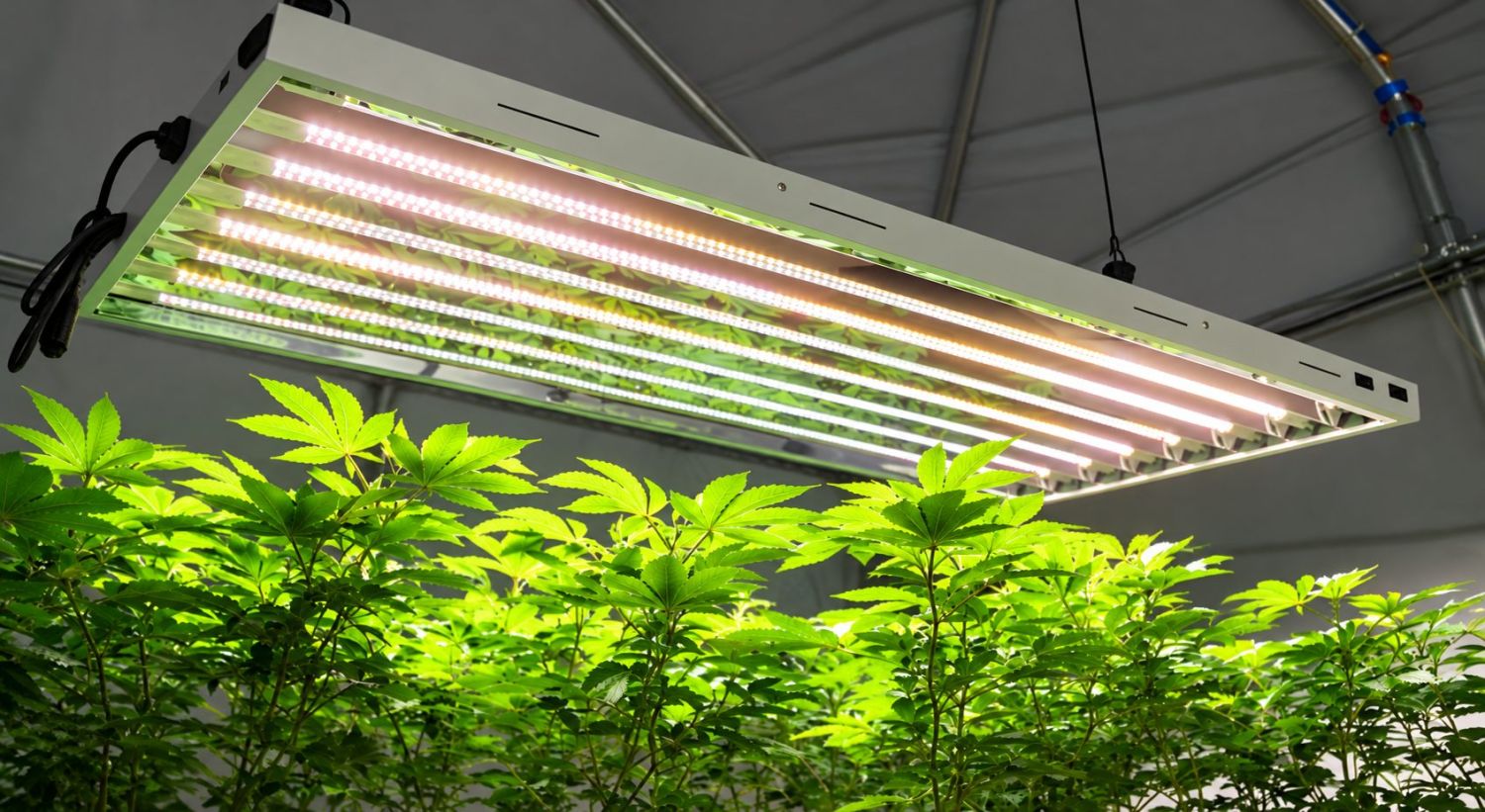 Can you grow autos with CFLs: types of fluorescent lights