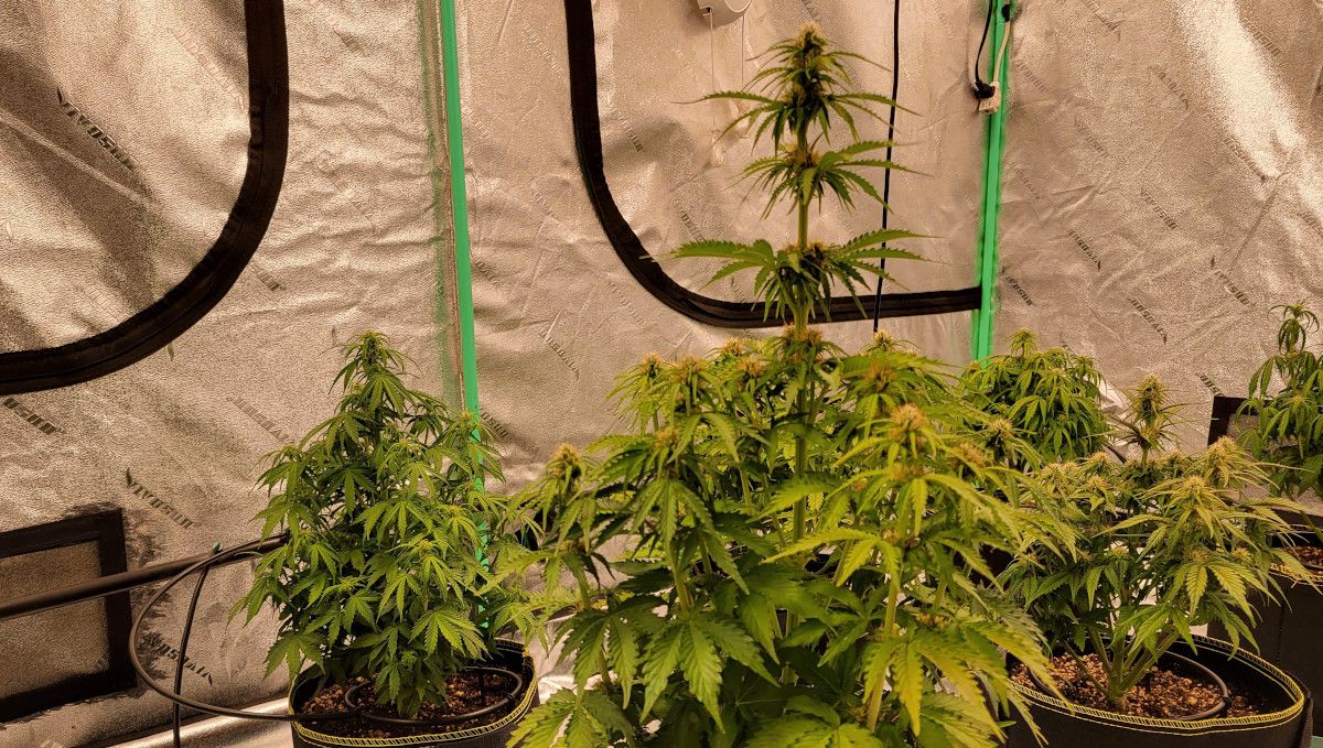 Gorilla Punch Auto 大麻品种：开花早期 | 第6-7周 | SOG种植模式下室内多株