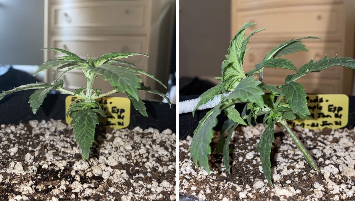 Pineapple Express Auto cannabis-variant: midtvekst | uke 3-4 | ung autoflower bundet ned første gang