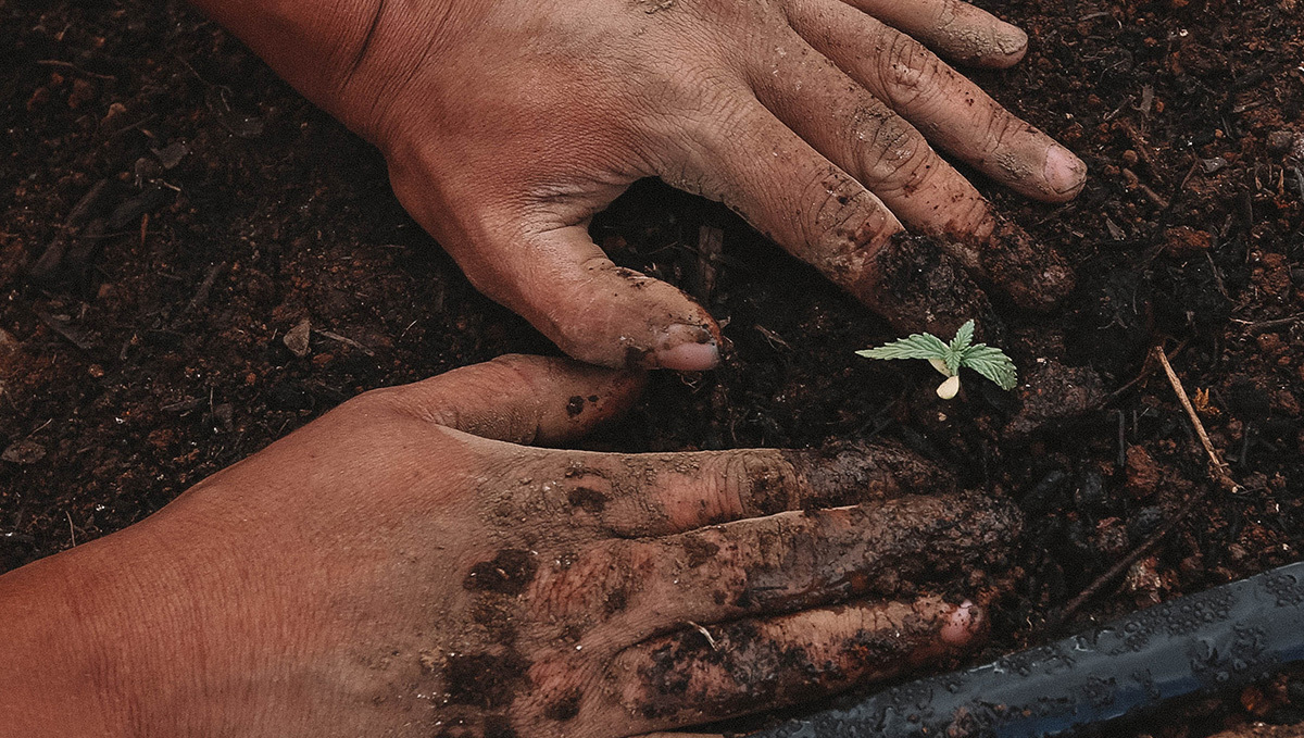 Albania to Allow Commercial Cultivation of Medical Plants and Hemp: A closeup of human hands planting a tiny and sickly plants seedling in the moist dirt