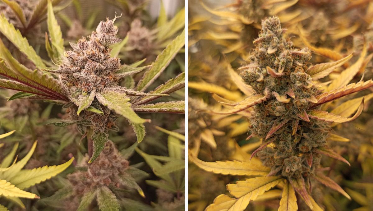 Strawberry Pie Auto Plants Seed Week-by-Week Guide: A nicely faded indoor garden and a close-up of a mature bud 