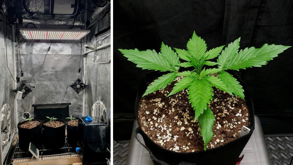 Tropicana Cookies FF cannabis strain: early veg | week 2 | three young weed plants in a tent under a LED and a closer shot of one of them