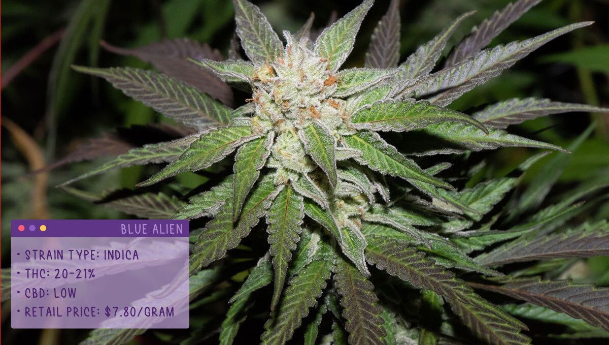 22 Beste Weed Sorten zum Probieren 2022: Blue Alien