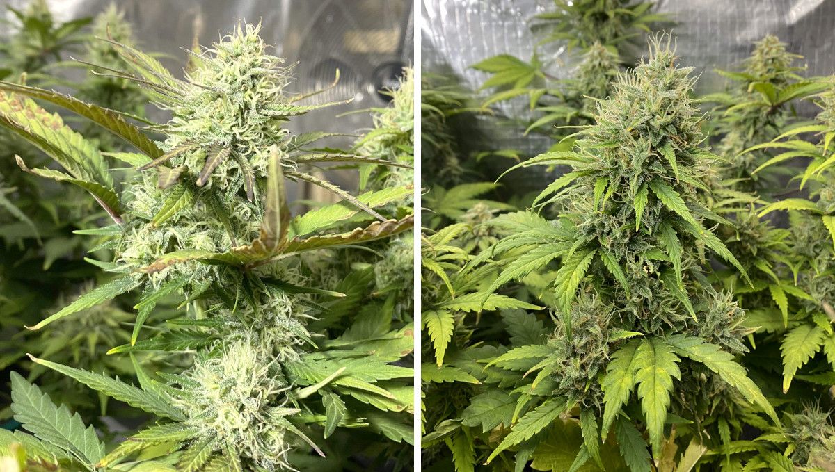 Tangie Auto cannabis strain: mid flower (bulk phase) | weeks 8-9