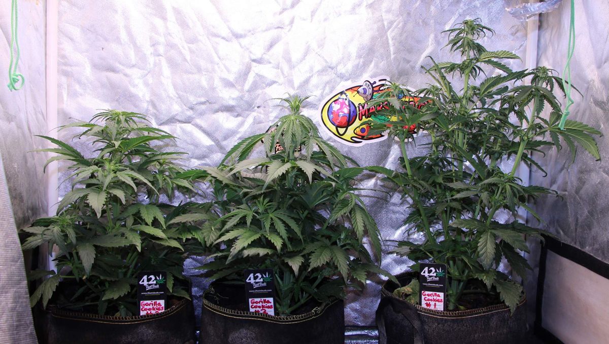 The lifecycle of the auto plants plant: week 4 to week 6