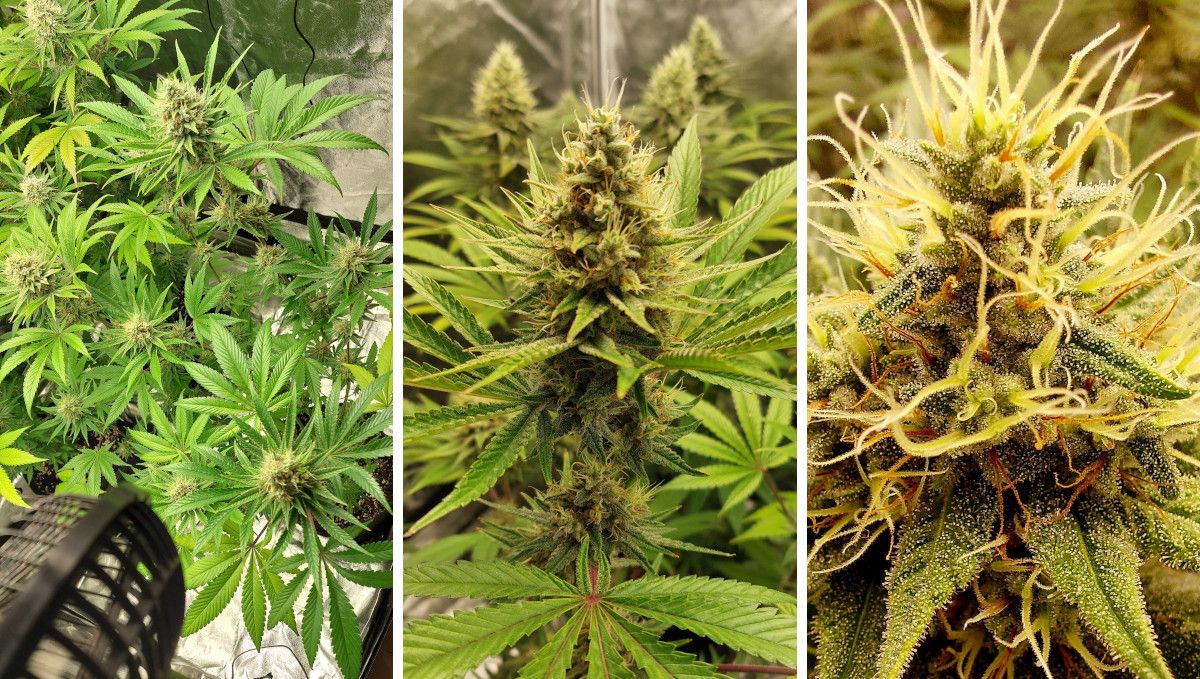 Purple Lemonade FF कैनाबिस स्ट्रेन: मिड फ्लावर | हफ्ते 10-11 | कलियाँ बनना और पकना
