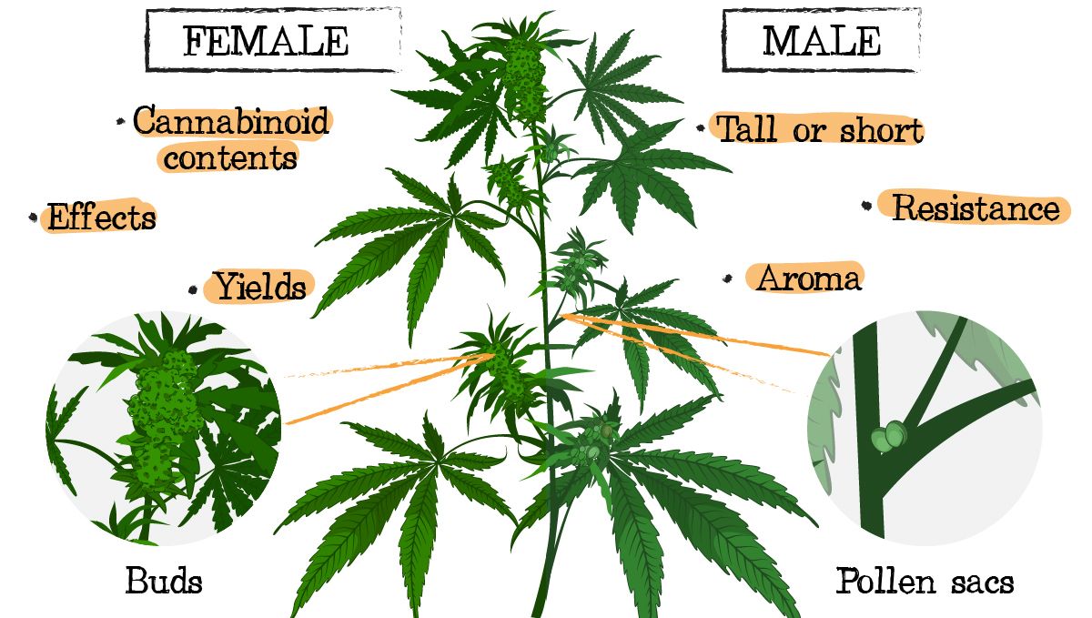 Plants breeding: selecting male and female plants
