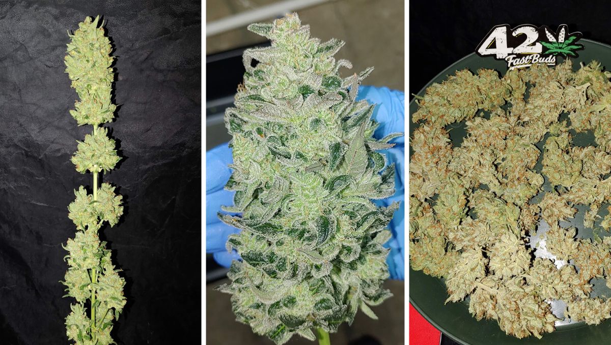 Lõplik juhend autoflower kanepi kasvatamiseks: Lõikustehnikad