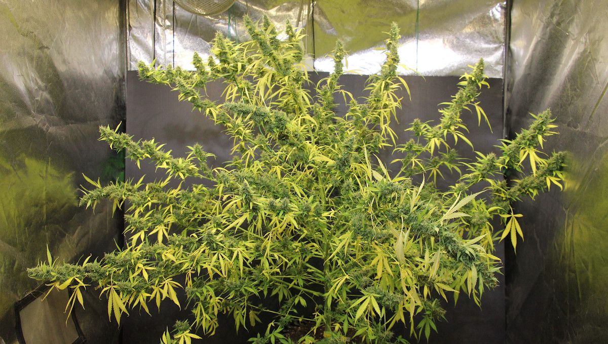 Tangerine Dream Auto cannabis strain: ripening and harvest | weeks 10 | an enormously wide and tall autoflower with a staggering number of branches filling in a spacious grow tent