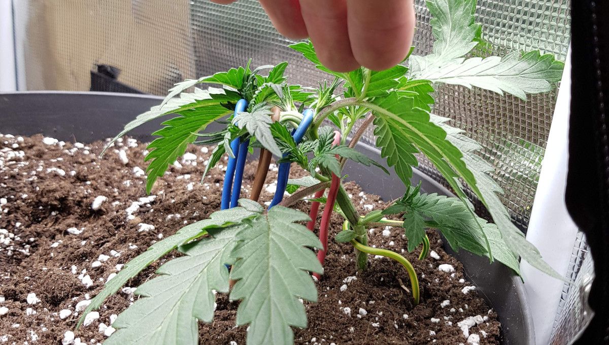 Bubba Kush Auto cannabis strain: early veg | week 3