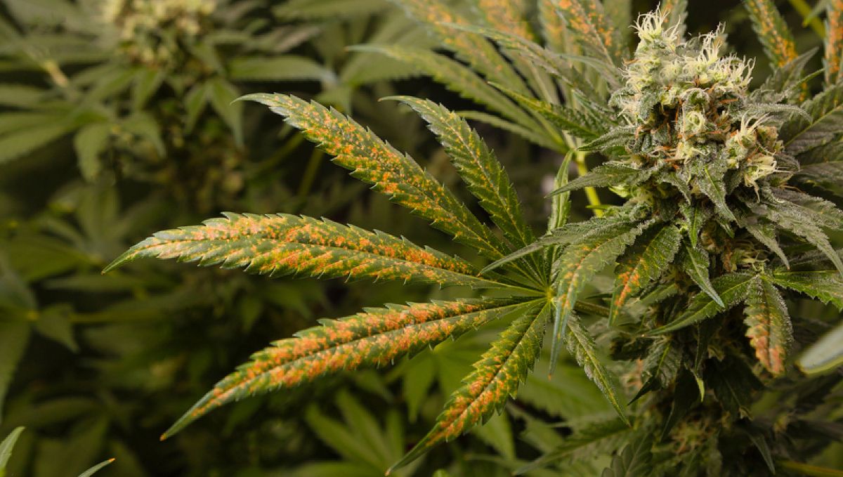 A comprehensive guide to plants plant nutrient deficiencies and solutions: Nutrient interactions and their effects on plants plant health