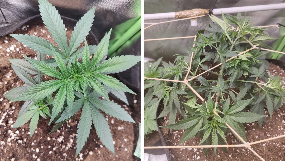 Tropicana Cookies FF cannabis strain: mid veg | weeks 3-6 | a short, squat plant trained under a ScrOG net