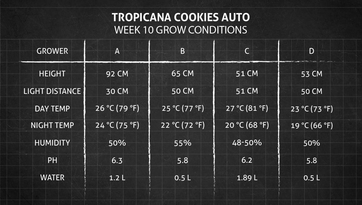 Tropicana Cookies Auto 대마 스트레인: 10주차 재배 조건