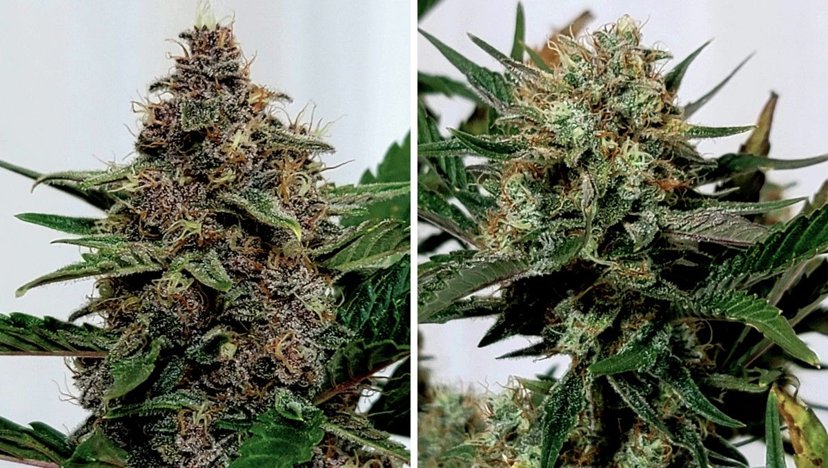 Purple Punch Auto Plants Seed Week-by-Week Guide: Closeups of a deep purple and a light purple buds nearing the return