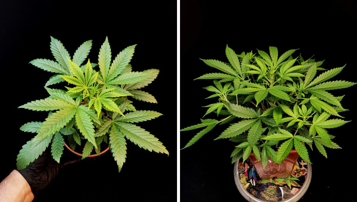 Tropicana Cookies Auto 대마 스트레인: 중기 생장기 | 트레이닝 없는 어린 대마의 성장