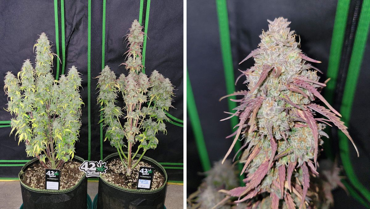 Gorilla Punch Auto 大麻品种：成熟与收获 | 第10周 | 两株成熟植株帐篷外站立、带紫边修剪花棒特写