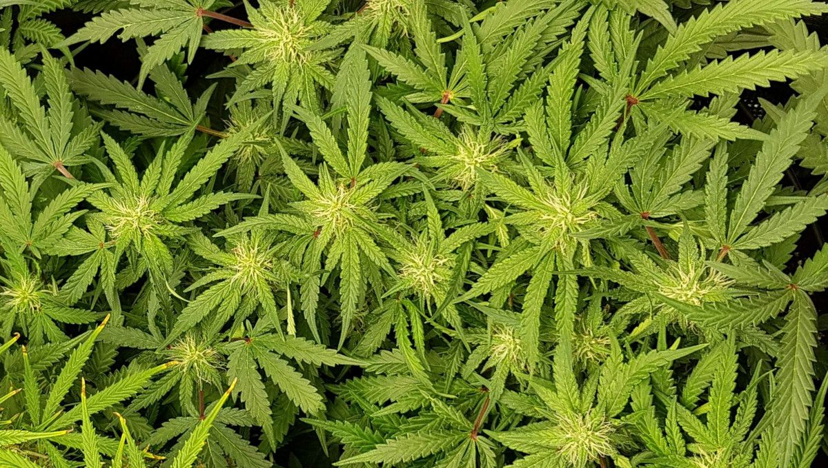 Bubba Kush Auto cannabis strain: early flower | weeks 7
