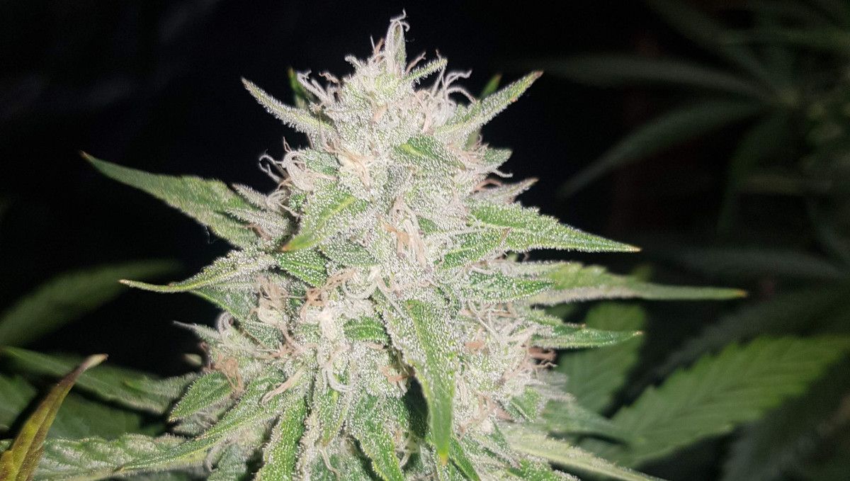Watermelon Z Auto カンナビス品種: 中期開花 (バルク期) | 8-9週目 | 樹脂で覆われた半成熟バッドのクローズアップ