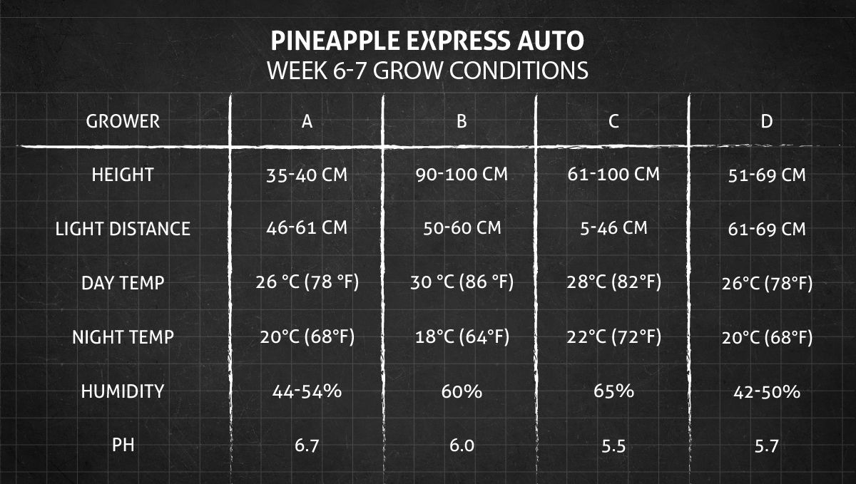 Pineapple Express Auto cannabis-variant: vekstbetingelser uke 6-7