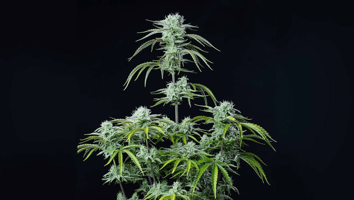 The top 5 best hybrid autoflower strains: strawberry banana auto