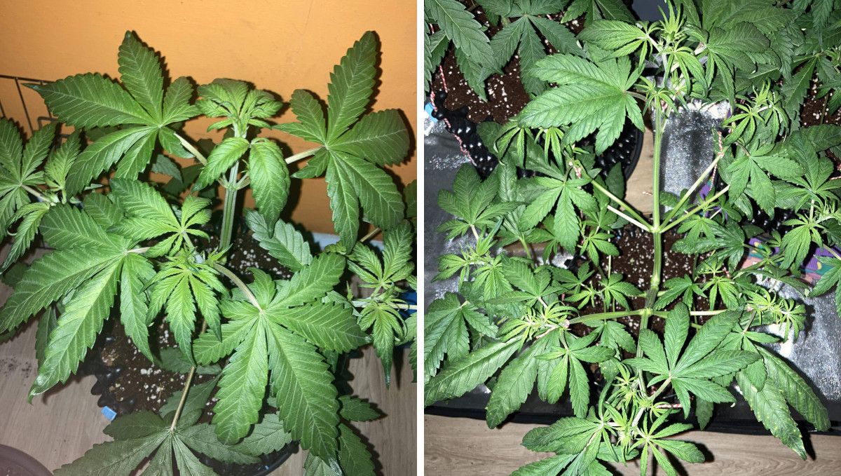 Auto Blackberry Kush cannabis strain: mid veg | weeks 3-4 | a slightly overwatered marijuana plant bushing out