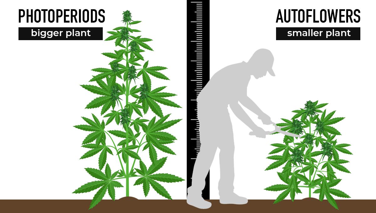 Why should beginners grow autoflowers?: perfect size 